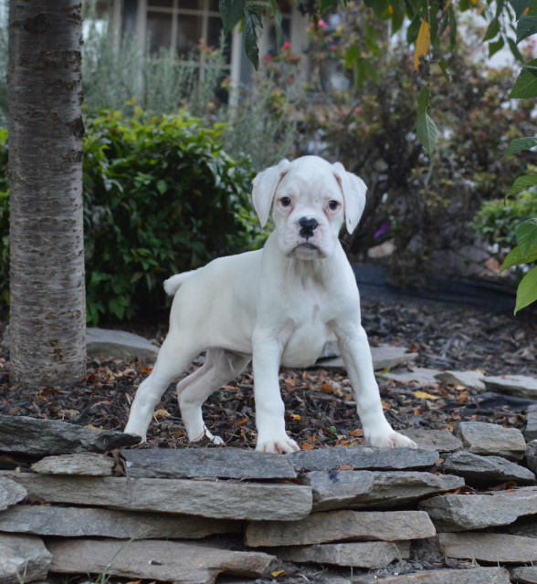 full grown white boxer